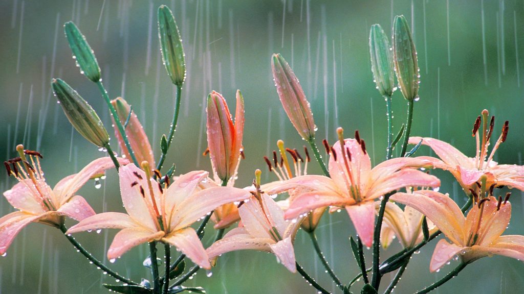 Lilies Rain