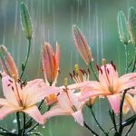 Lilies Rain