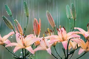 Lilies Rain