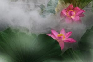 Lotus Closeup