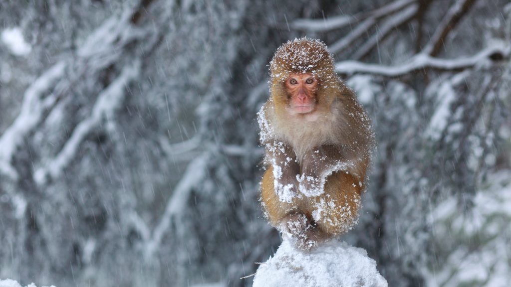 Snow Covered Monkey