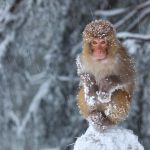 Snow Covered Monkey