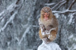 Snow Covered Monkey