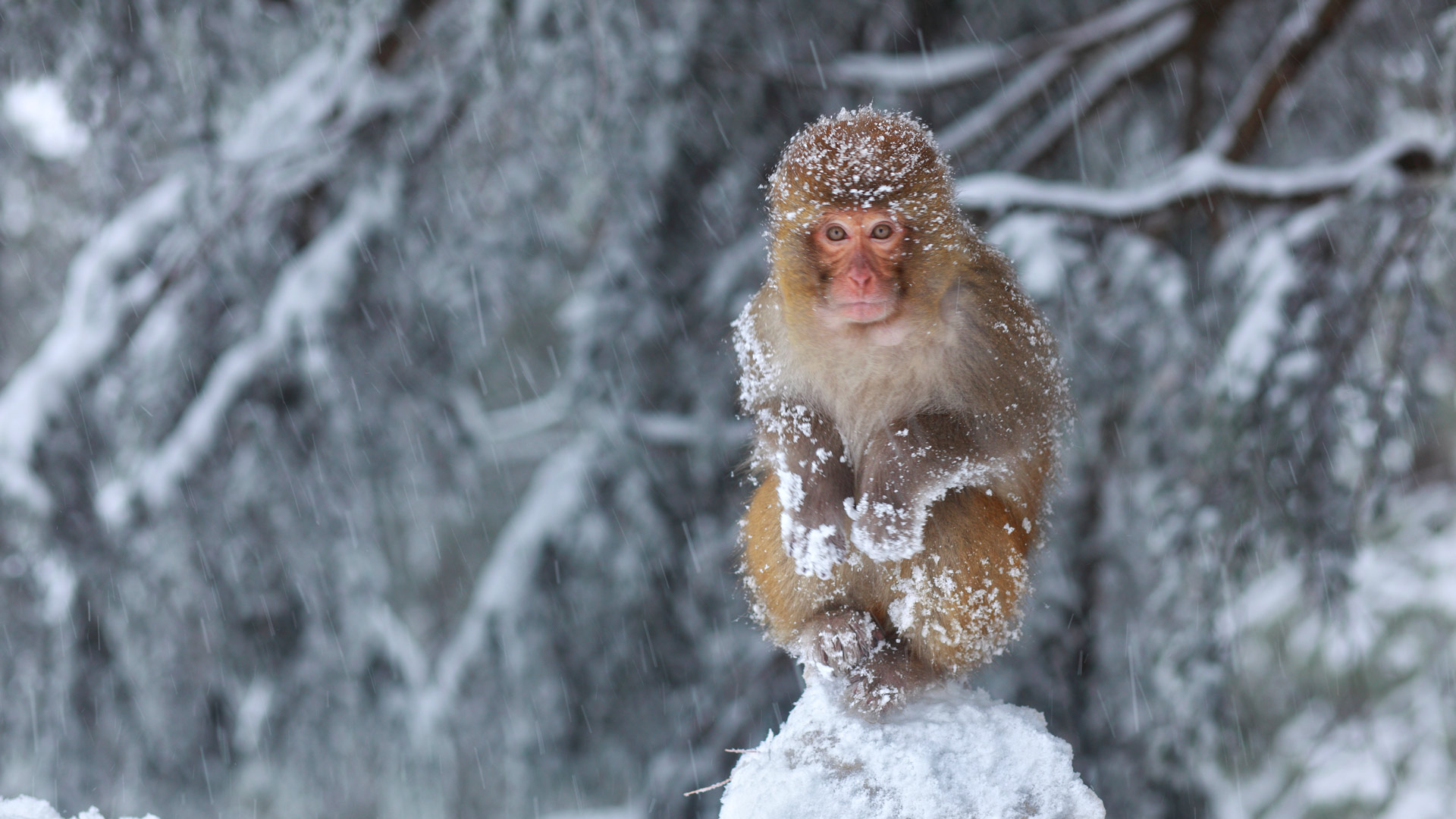 Snow Covered Monkey