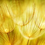 Soft Dandelions Flower