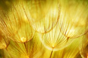 Soft Dandelions Flower