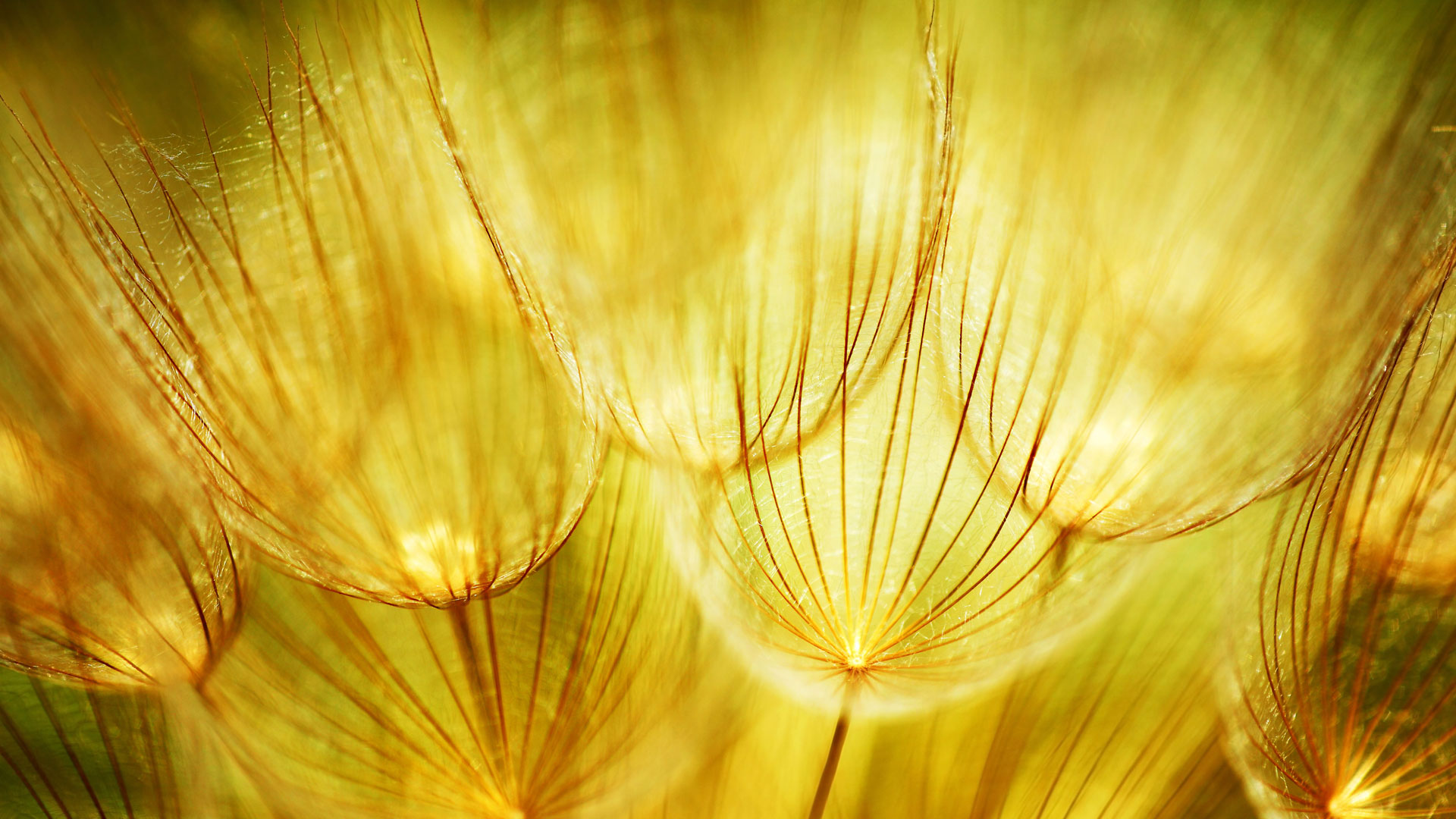 Soft Dandelions Flower