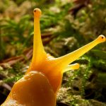 Banana Slug