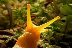 Banana Slug