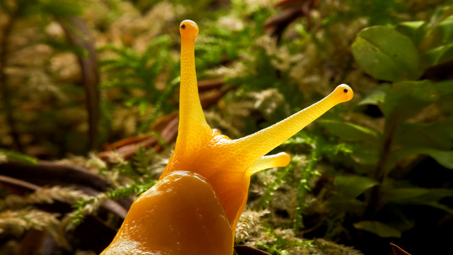 Banana Slug