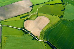 Heart-shaped Field