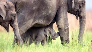 Asiatic Elephant