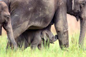 Asiatic Elephant