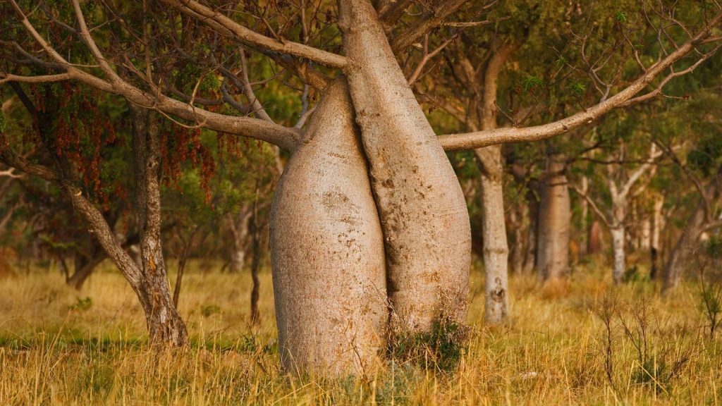 Australian Baobab