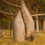 Australian Baobab