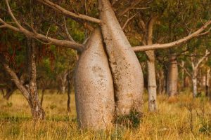 Australian Baobab