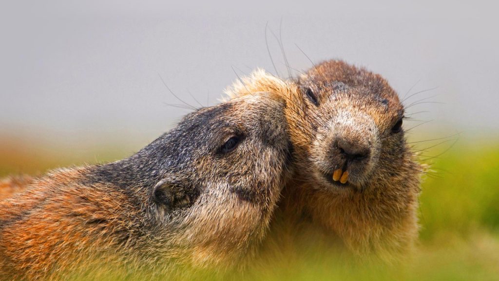 Austrian Alpine Marmots