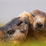 Austrian Alpine Marmots