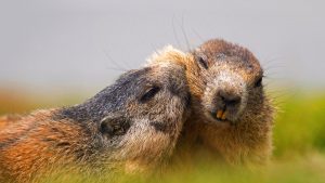 Austrian Alpine Marmots