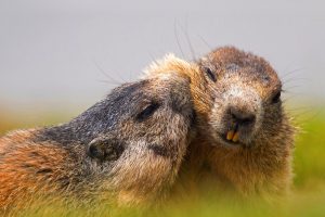 Austrian Alpine Marmots