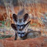 Bat Eared Fox