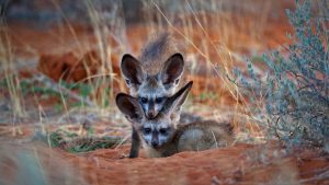 Bat Eared Fox