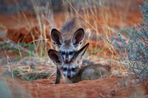 Bat Eared Fox