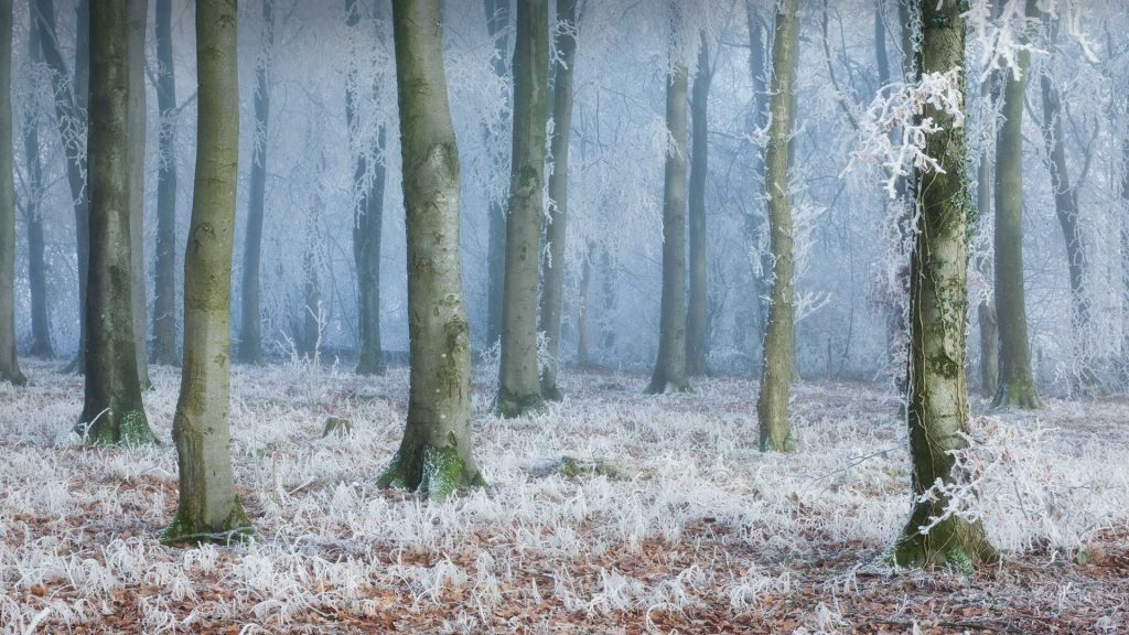 Beech Woods