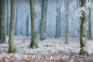 Beech Woods