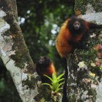 Black Faced Tamarin