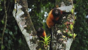 Black Faced Tamarin