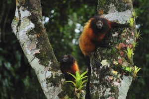 Black Faced Tamarin