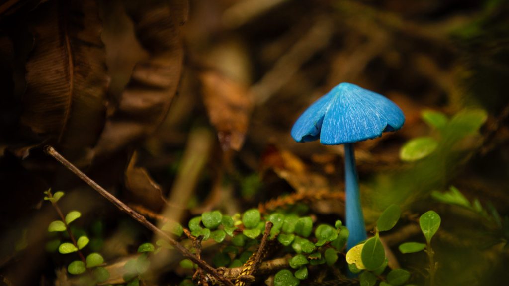 Blue Mushroom