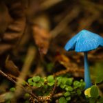 Blue Mushroom
