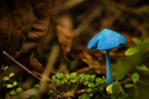 Blue Mushroom