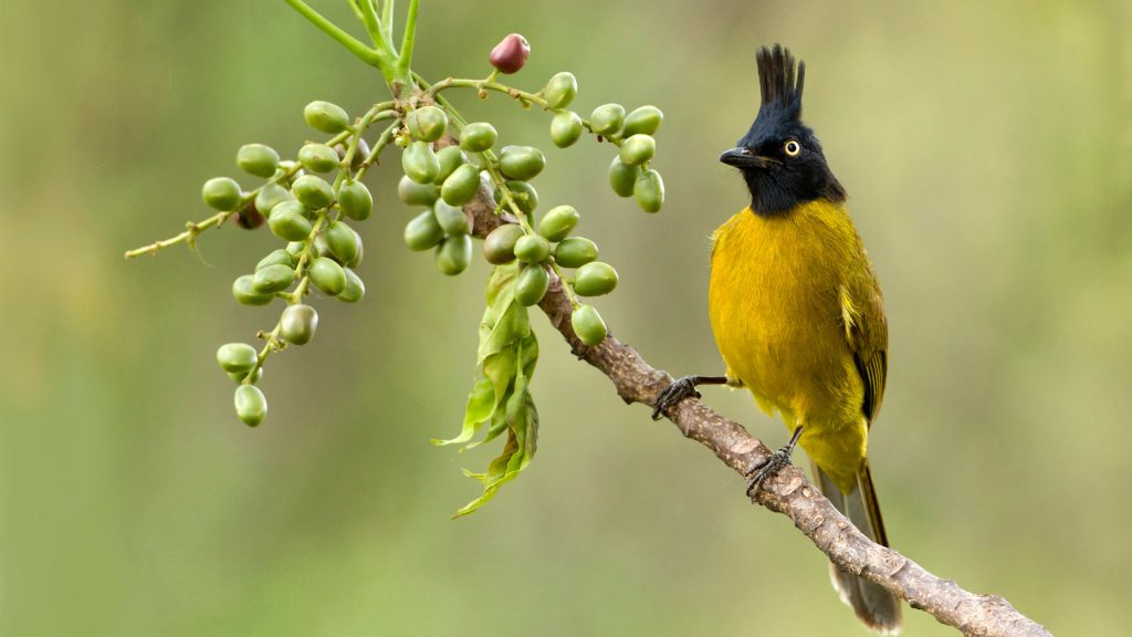 Bulbul Branch