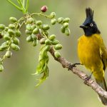 Bulbul Branch