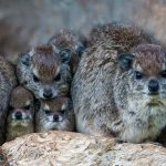 Bush Hyrax