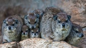 Bush Hyrax