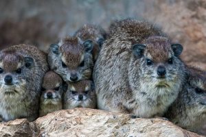 Bush Hyrax