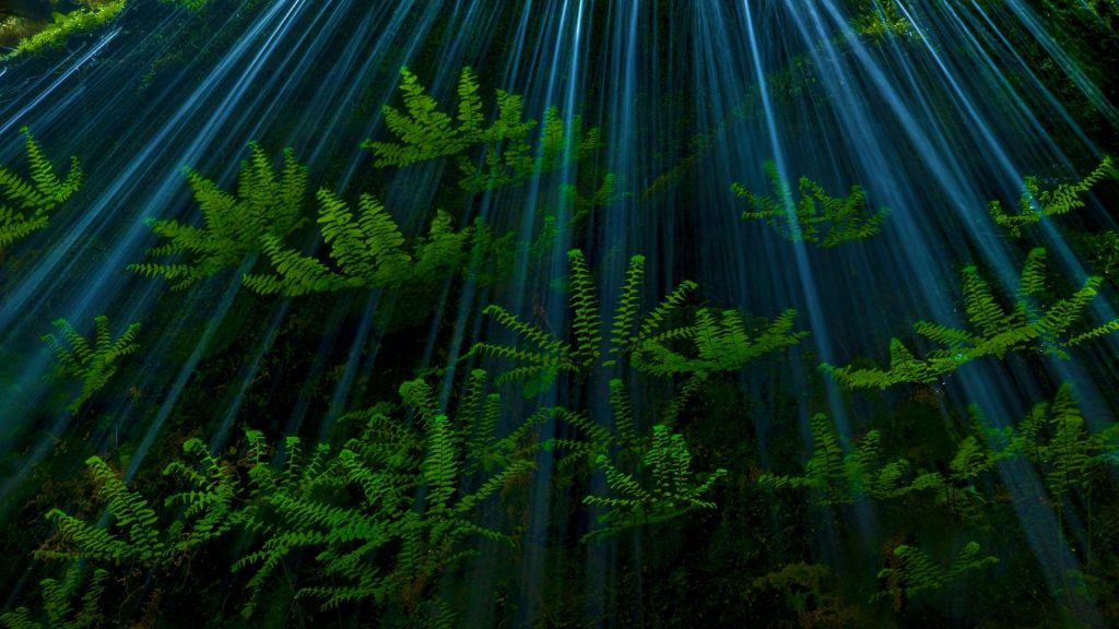 CRG Ferns
