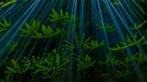 Ferns in the Columbia River Gorge