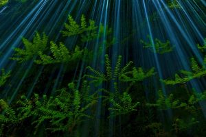 Ferns in the Columbia River Gorge