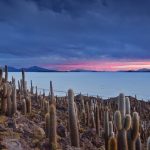 Cacti Isla Pescado