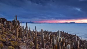 Cacti Isla Pescado