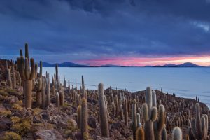 Cacti Isla Pescado