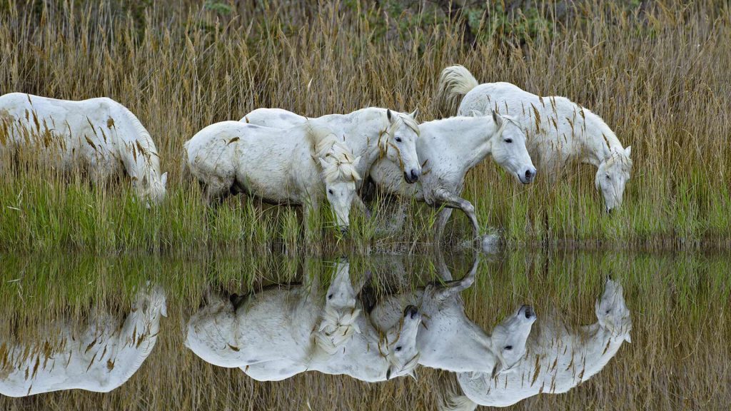 Camargue Horses France