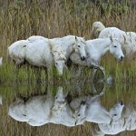 Camargue Horses France