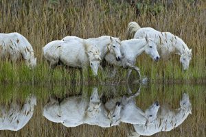 Camargue Horses France