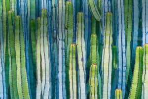 Cardon Cactus